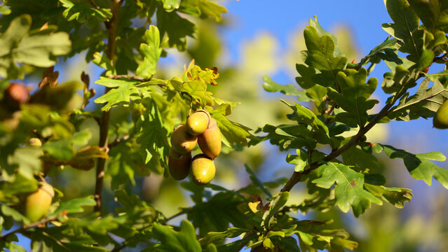 Bellota de roble