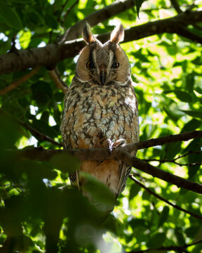 Full body Long eared owl Asio otus perched on a tree branch. Nocturnal raptor bird camouflaged in thick green forest foliage during springtime. Wildlife bird photography in the wild.