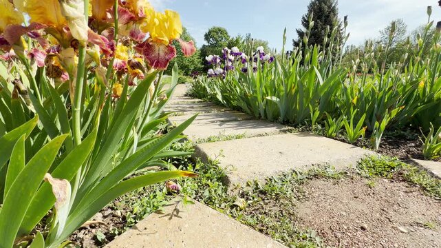 Vibrant yellow and purple irises line a concrete block walkway on a sunny day. The lush green foliage rustles gently to the background of a faint city hum and singing birds.