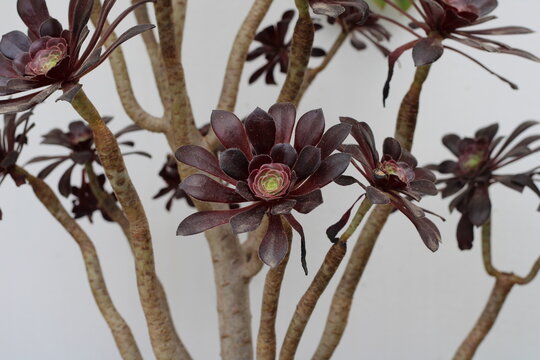 Purple Tree Aenium, Aeonium Arboreum 'atropurpureum' , Crassulaceae