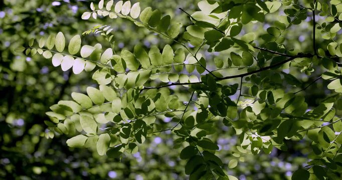 Spring colors and foliage, Auvergne, France.