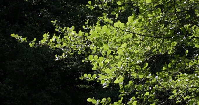 Spring colors and foliage, Auvergne, France.