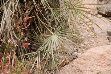 Fototapeta premium European Fan palm, Chamaerops Humilis, Chamaeriphes Major, Arecaceae