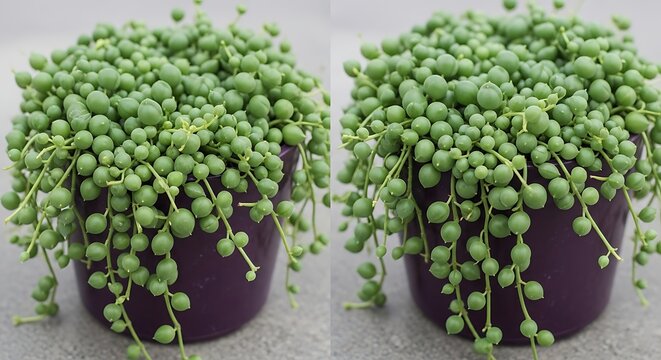 Small green beaded plant cascades from deep purple pot