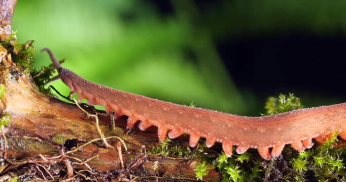 A Peripatus or velvet worm (Oroperipatus sp.) walks through frame.In the rainforest, Orellana province, Yasuni National Park in the Ecuadorian Amazon. 