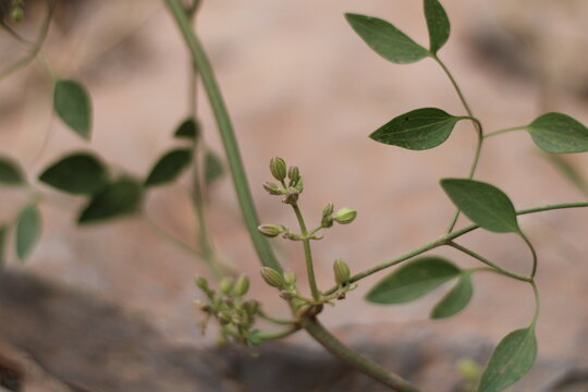 Fragrant clematis, Clematis flammula, Ranunculaceae
