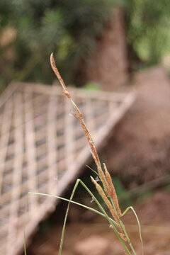 Chestnut Galingale, Cyperus longus spp badius, Cyperaceae