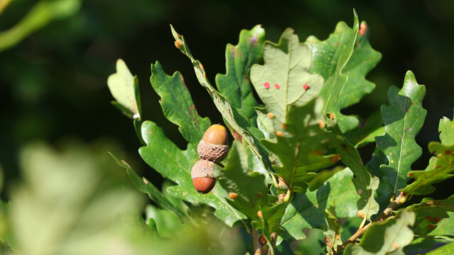 Bellota de roble