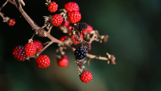 Moras, Marismas Blancas de Astillero, Cantabria, Espa&ntilde;a