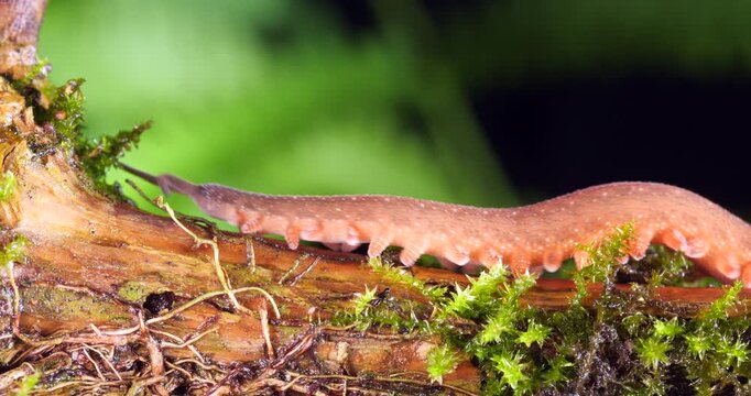 A Peripatus or velvet worm (Oroperipatus sp.) walks through frame.In the rainforest, Orellana province, Yasuni National Park in the Ecuadorian Amazon. 