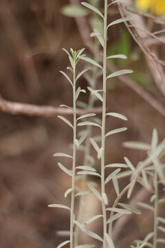 Fontanes Needle sunrose, Fumana fontanesii, Cistaceae