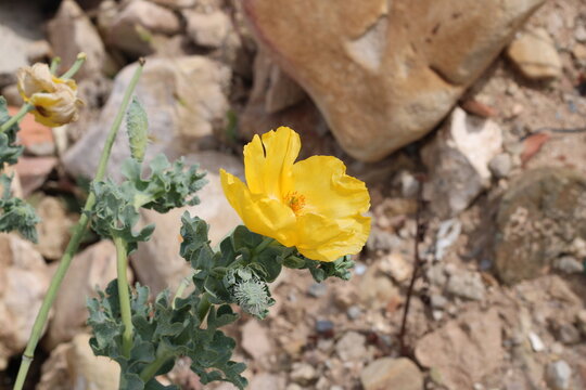 Beach Poppy, Yellow Horned Poppy, Glaucium flavum, Papaveraceae