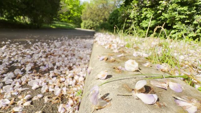 Delicate wisteria petals litter the asphalt path and concrete curb. A soft spring breeze rustles the fallen blooms as distant visitors walk by.