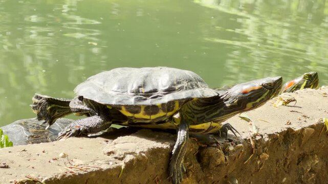 A red-eared slider turtle crawls onto a concrete ledge while extending its back leg. Its sharp claws click softly against the stone as the constant hum of the city park fills the background.