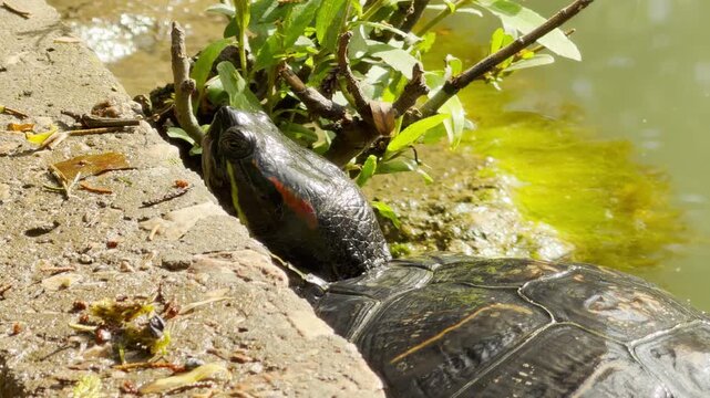 A turtle rests its head against the concrete edge of a walkway. Gentle water ripples lap softly below its shell while the ambient hum of the city park sounds in the distance.