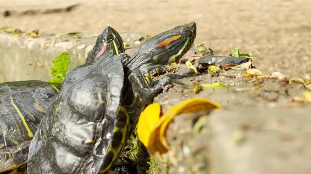 Two red-eared slider turtles stretch upwards to climb onto a stone wall. Their slow, deliberate actions are enveloped by the ambient hum of a bustling city park in spring.