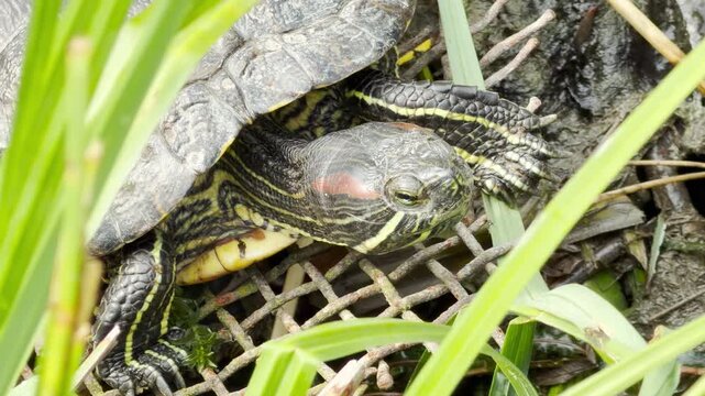 A red-eared slider turtle crawls through green grass and over a wire mesh. Its quiet movements are accompanied by the relaxing sounds of running water and birds singing.