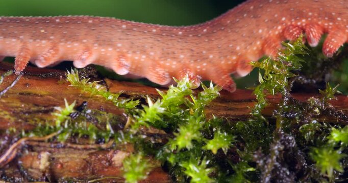A Peripatus or velvet worm (Oroperipatus sp.) walks through frame.In the rainforest, Orellana province, Yasuni National Park in the Ecuadorian Amazon. 