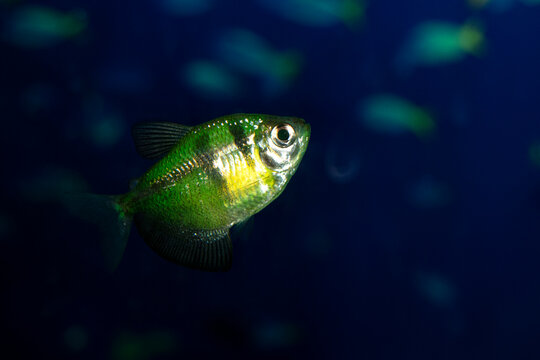 Aquarium  fish-ternetzi swim. One fish is reen with black stripes. The Latin name Gymnocorymbus terne