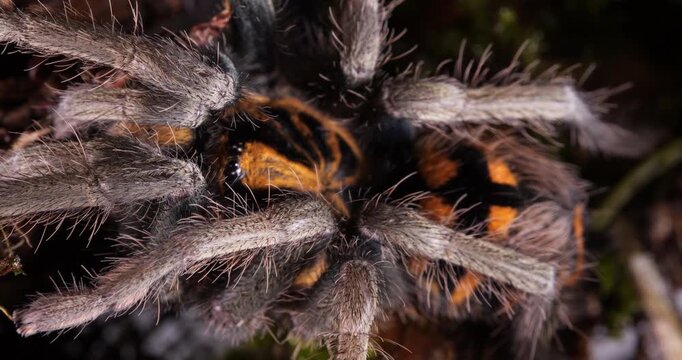 Zebra tarantula (Hapalopus zebra), In rainforest, Yasuni National Park, Orellana province, the Ecuadorian Amazon.