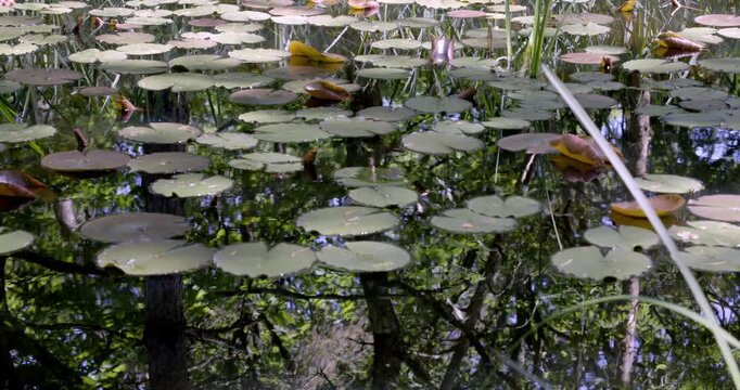 Spring colors and Lotus, Auvergne, France.