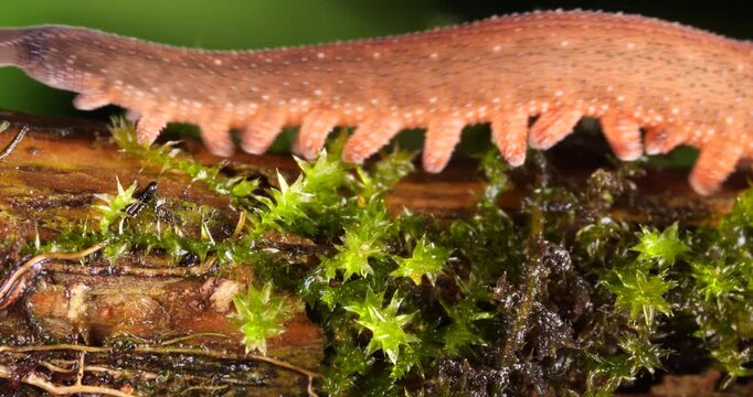 A Peripatus or velvet worm (Oroperipatus sp.) walks through frame.In the rainforest, Orellana province, Yasuni National Park in the Ecuadorian Amazon. 