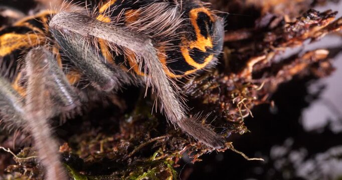 Zebra tarantula (Hapalopus zebra), In rainforest, Yasuni National Park, Orellana province, the Ecuadorian Amazon.