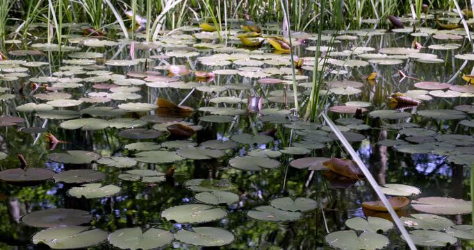 Spring colors and Lotus, Auvergne, France.