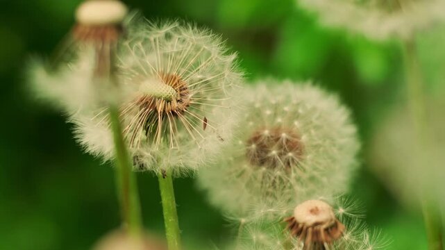 Dandelion clocks swaying in a garden. Fluffy seeds of a weed plant during springtime. Beautiful wildflower macro view for nature study and botanical background.