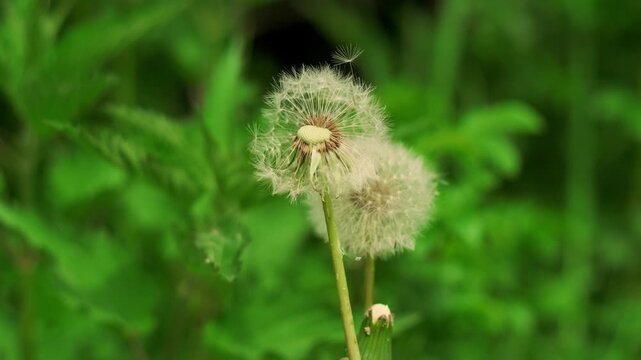 Dandelion clocks swaying in a garden. Fluffy seeds of a weed plant during springtime. Beautiful wildflower macro view for nature study and botanical background.