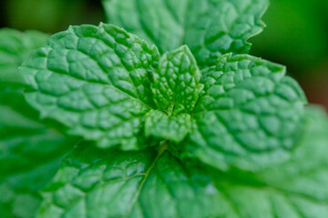 Mint leaf green herb close up macro fresh plant textured leaf natural background aromatic herb © Achira22