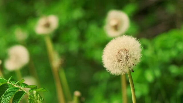 Dandelion clocks swaying in a garden. Fluffy seeds of a weed plant during springtime. Beautiful wildflower macro view for nature study and botanical background.