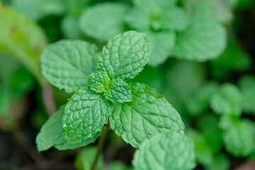 Mint leaf closeup with green herb foliage and soft background blur for fresh garden texture © Achira22