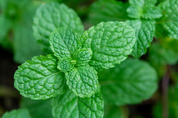 Mint leaf closeup, green herb plant, fresh aromatic foliage, natural texture, garden background, macro plant detail, soft blur backdrop © Achira22