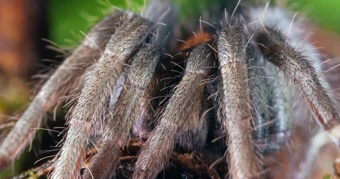 Zebra tarantula (Hapalopus zebra), In rainforest, Yasuni National Park, Orellana province, the Ecuadorian Amazon.