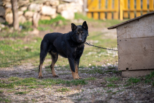 A black guard dog stands next to a wooden doghouse in a country setting. A domestic animal secured with a chain, observing its surroundings in a rustic yard with warm natural light.