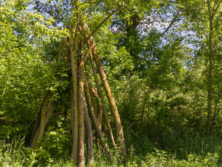 Fototapeta premium Dense Thickened Forest with Young Trees and Green Shrubs