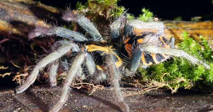 Zebra tarantula (Hapalopus zebra), In rainforest, Yasuni National Park, Orellana province, the Ecuadorian Amazon.