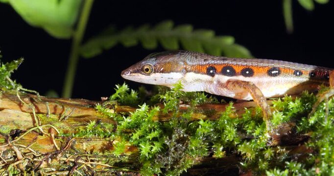 White-striped Eyed Lizard (Cercosaura oushaugnesseyi). On the rainforest floor protruding its tongue, Yasuni National Park, Orellana province, the Ecuadorian Amazon.