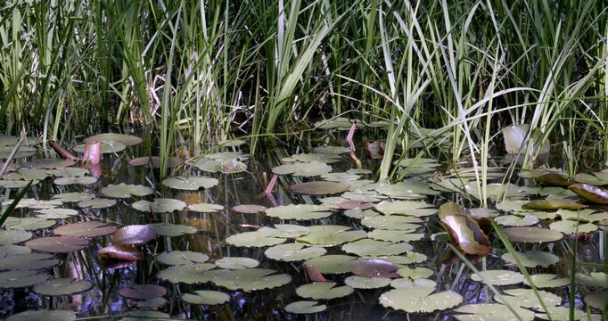 Spring colors and Lotus, Auvergne, France.