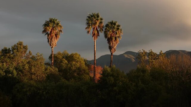 palm trees at sunrise, Stanford, South Africa