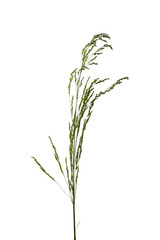 Obraz premium Isolated wild grass stalk with seed clusters on white background