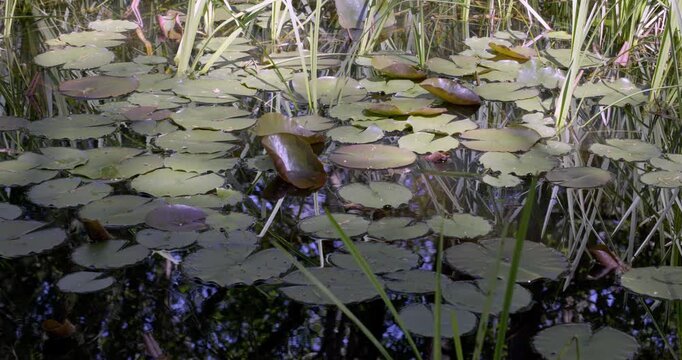 Spring colors and Lotus, Auvergne, France.