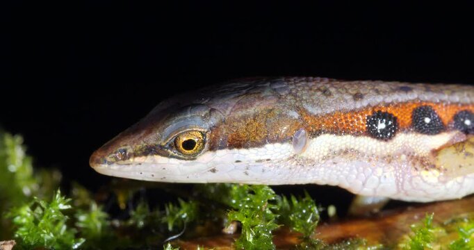 White-striped Eyed Lizard (Cercosaura oushaugnesseyi). On the rainforest floor protruding its tongue, Yasuni National Park, Orellana province, the Ecuadorian Amazon.