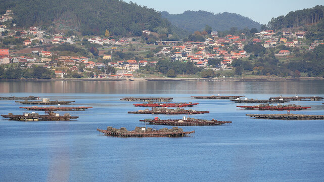 Bateas en la r&iacute;a de Vigo, Pontevedra, Galicia, Espa&ntilde;a