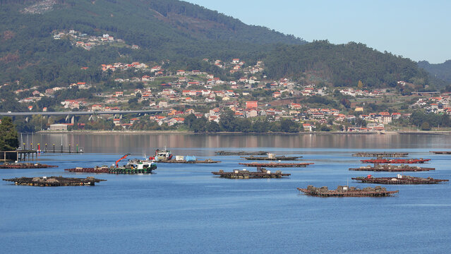 Bateas en la r&iacute;a de Vigo, Pontevedra, Galicia, Espa&ntilde;a