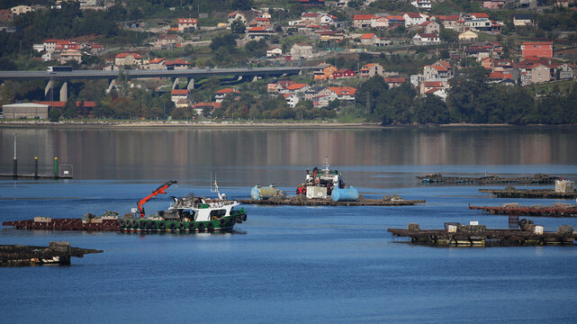 Bateas en la r&iacute;a de Vigo, Pontevedra, Galicia, Espa&ntilde;a