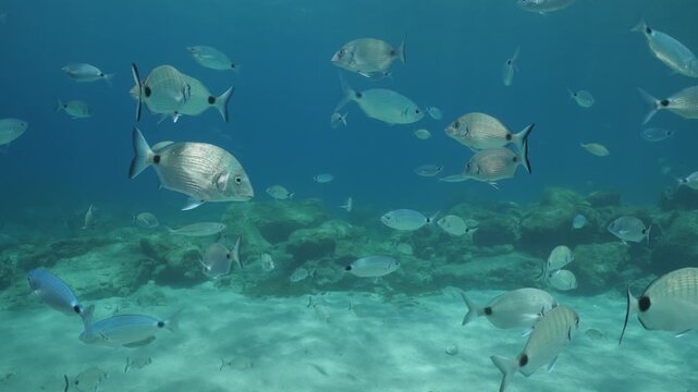 underwater fish scenery from mediterranean  sea breams ocean scenery underwater landscape seabreams  Diplodus sargus