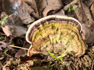 Obraz premium Tough, fan-shaped fungus with concentric green and brown rings grows on wood