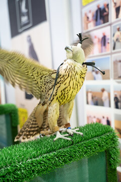 hunting falcon wearing a leather hood perched on artificial grass at an exhibition in Dubai abudhabi uae
